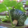 Marina di Chioggia (Cucurbita maxima (Atlantic Giant))