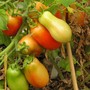 Martino's Roma Tomato (Solanum lycopersicum)