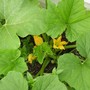 Pattypan Squash in bloom