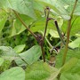 Royalty Purple Pod Bean (Phaseolus vulgaris (Common garden bean))