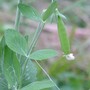 Amish Snap Peas (Pisum sativum (Garden Pea))