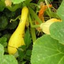 Summer crookneck squash