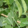 Two peas in a pod (Pisum sativum (Garden Pea))