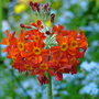 Candelabra Primula (Primula pulverulenta)