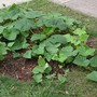 Front lawn plot