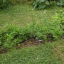 The Ditch Garden