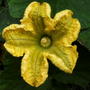 Butternut_squash