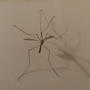 Daddy_long_legs