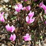 Lilac_cyclamen