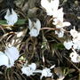 White_cyclamen