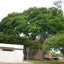 Ficus microcarpa (F. retusa, nitida)  - Indian Laurel (Ficus microcarpa (F. retusa, nitida))