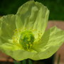 Toki Woki (Papaver Miyabeanum (alpine))