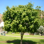Ficus maclellandii 'Alii ' (Ficus maclellandii 'Alii')