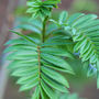Josephs Rock (Sorbus aucuparia (Mountain ash))