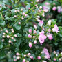 Escallonia