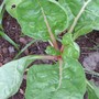 Swiss Chard (Beta vulgaris (Cicla) (Swiss chard))