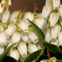 Debutante (Pieris japonica (Lily of the valley bush))