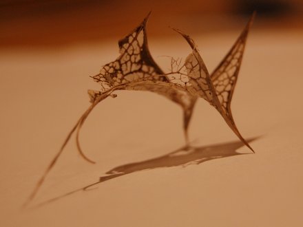Holly leaf skeleton
