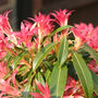 Forest Flame (Pieris japonica (Lily of the valley bush))