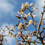 Kojo-no-mai (Prunus incisa)
