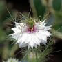Love in-a-mist (Nigella damascena (Love-in-a-mist))