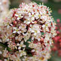 Rubella (Skimmia japonica (Skimmia))