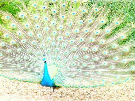 peacock