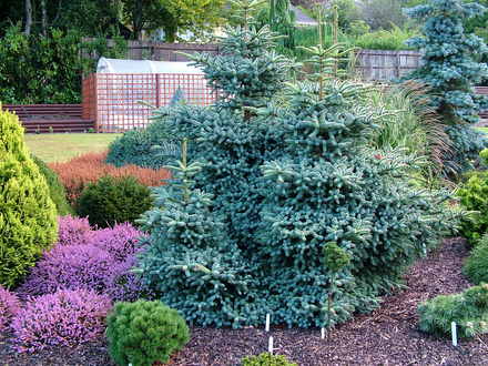 Abies pinsapo 'Horstmann' (Abies pinsapo)