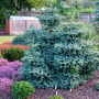 Abies pinsapo