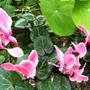 cyclamen (Cyclamen)