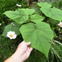 Paulownia tomentosa
