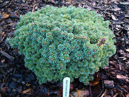Abies koreana 'Blauer Eskimo' (Abies koreana)