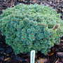 Abies_koreana_blauer_eskimo