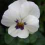 Viola 'Babyface White' (Viola tricolor)