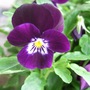 Viola 'Plum Velvet' (Viola tricolor)