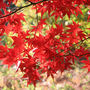 Japanese Maple