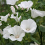 Lavatera arborea