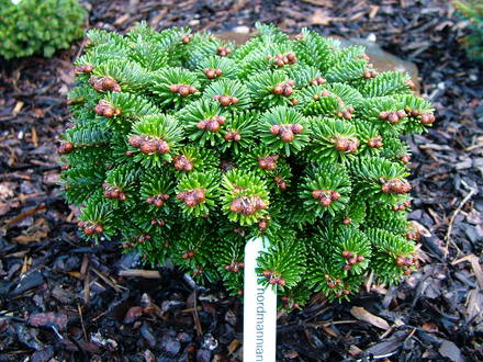 Abies nordmanniana 'WB KBNG' (Abies nordmanniana)
