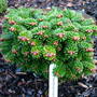 Abies nordmanniana 'WB KBNG' (Abies nordmanniana)