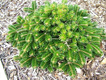 Abies nordmanniana ssp. Equi-trogani 'Barney' (Abies nordmanniana)