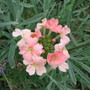 Verbena Peaches&Cream (Verbena)