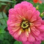 Pink Zinnia (Zinnia elegans)