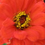 Orange Zinnia (Zinnia elegans)