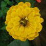 Yellow Zinnia (Zinnia elegans)