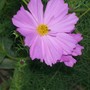 Cosmos (Cosmos bipinnatus (Cosmos))