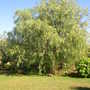 Pepper Tree