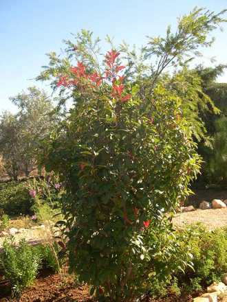 Photinia Red Robin