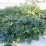 Veg Garden
