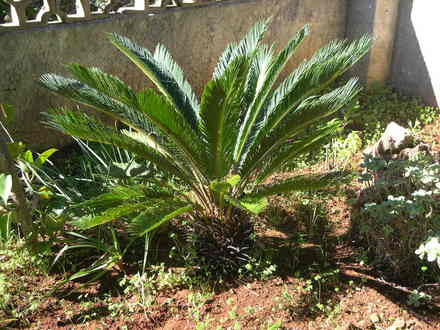 Cycas revoluta