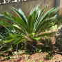 Cycas revoluta